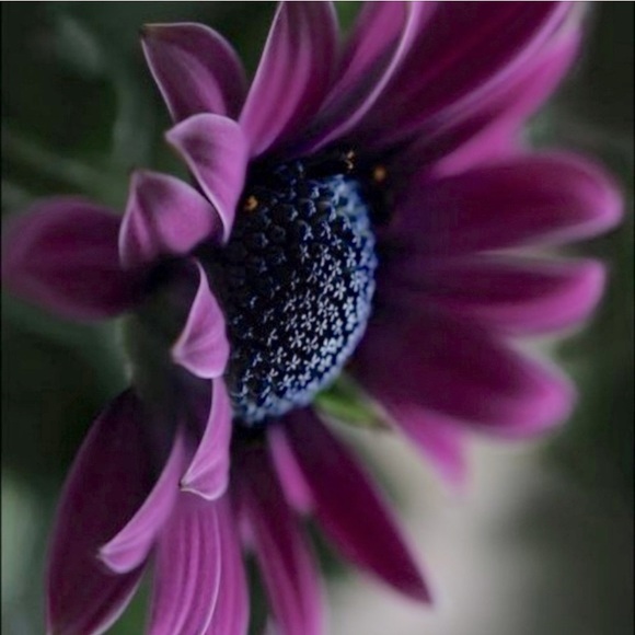 Meet your Posher, Jessica - Picture 1 of 1